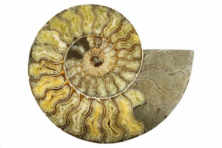 Cut & Polished Ammonite Fossil (Half) - Madagascar #323421